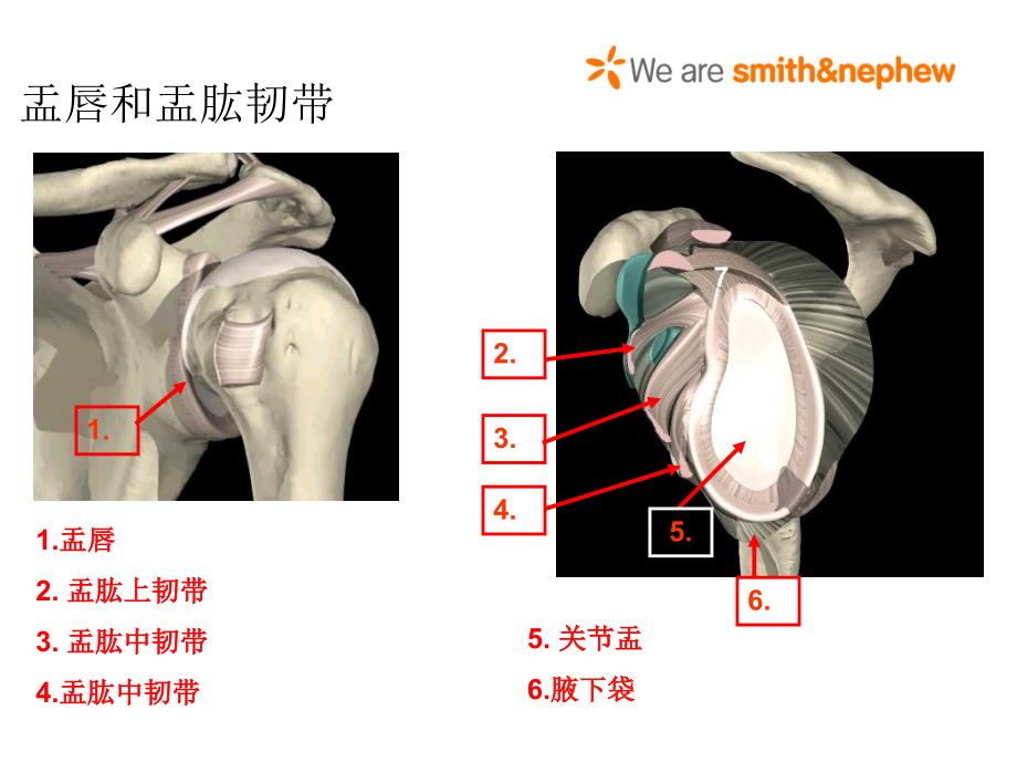 肩关节解剖入路及打结_第4页