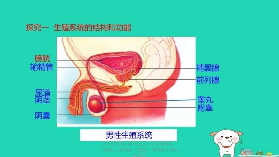 最新八年级生物上册7.21.1人的生殖_第5页