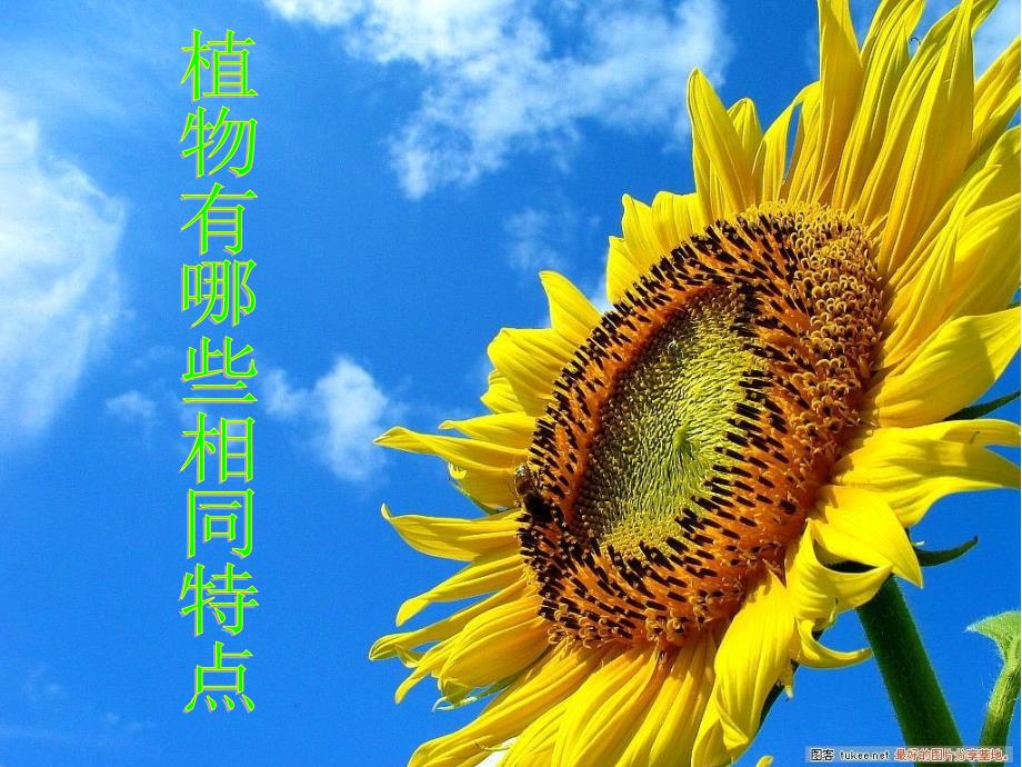 科教版三年级科学植物有哪些相同特点课件_第1页