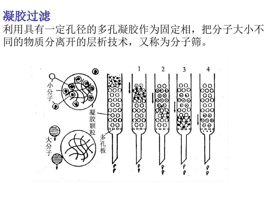 菠萝蛋白酶粗提液的凝胶过滤层析_第5页