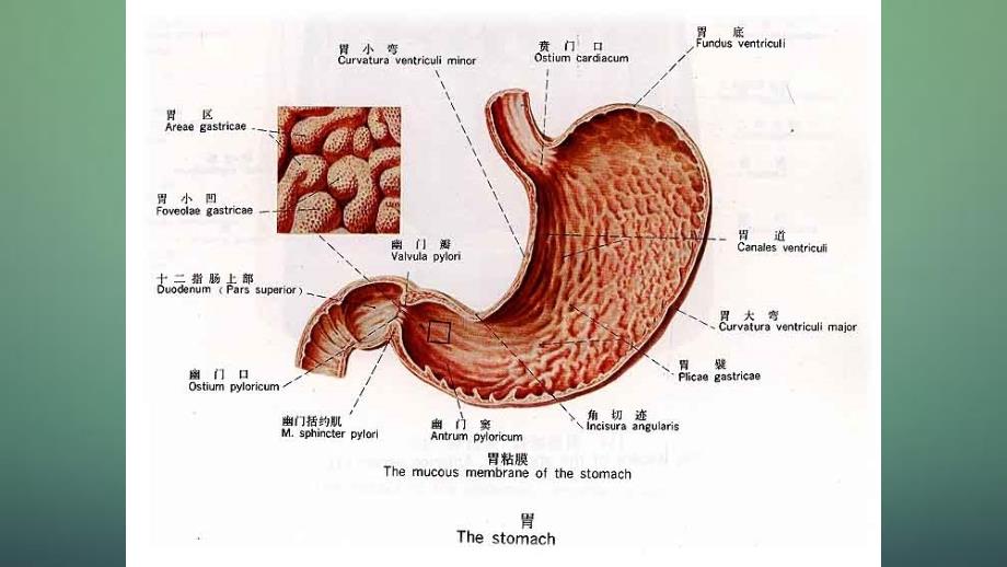 胃指肠外科Gastroduodenalsurgery干货分享_第4页