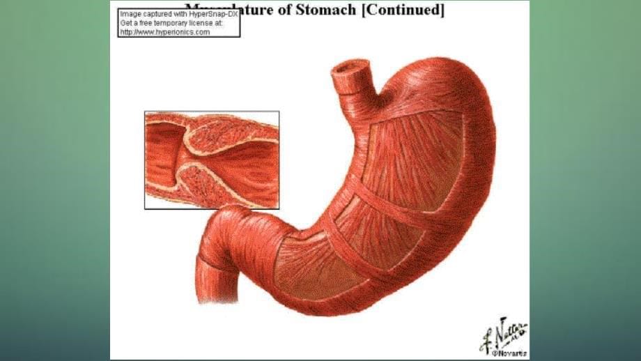 胃指肠外科Gastroduodenalsurgery干货分享_第5页