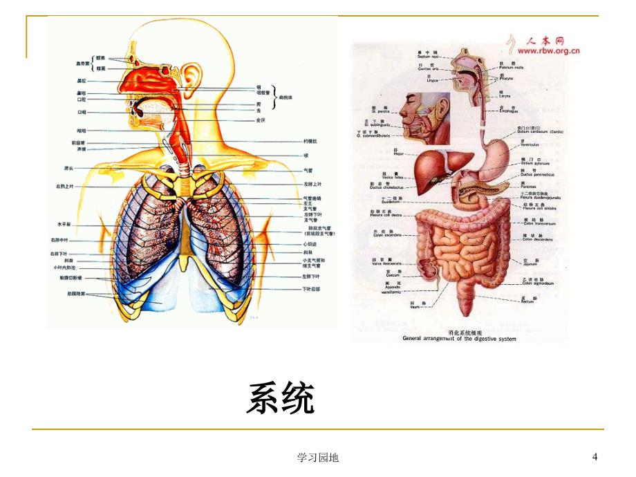 幼儿卫生学第一章第一节[知识发现]_第4页