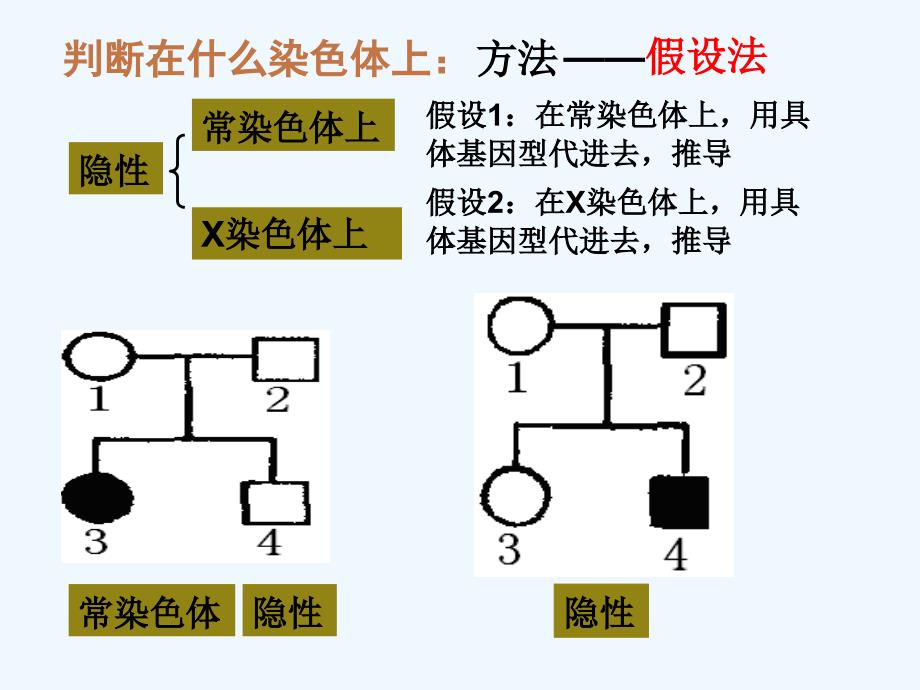 2011高考生物二轮复习 17遗传题解题技巧课件_第4页