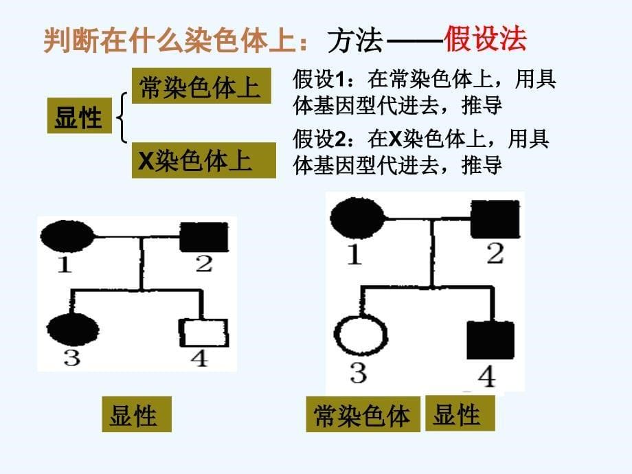 2011高考生物二轮复习 17遗传题解题技巧课件_第5页