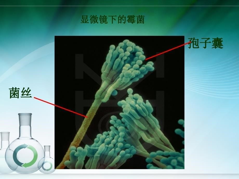 面包发霉了 (2)_第5页