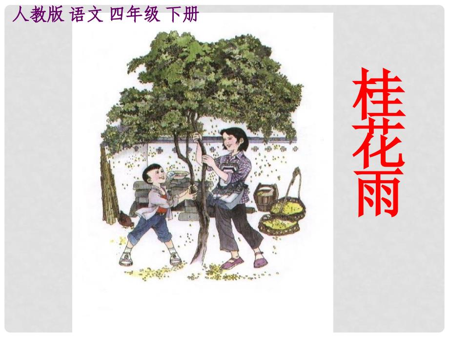 四年级语文下册 桂花雨课件 人教版_第1页