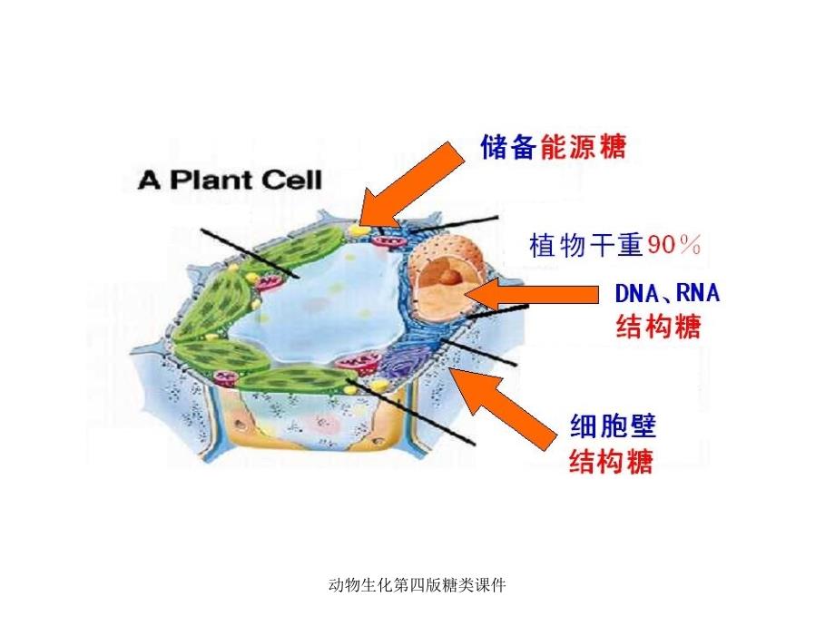 动物生化第四版糖类课件_第4页