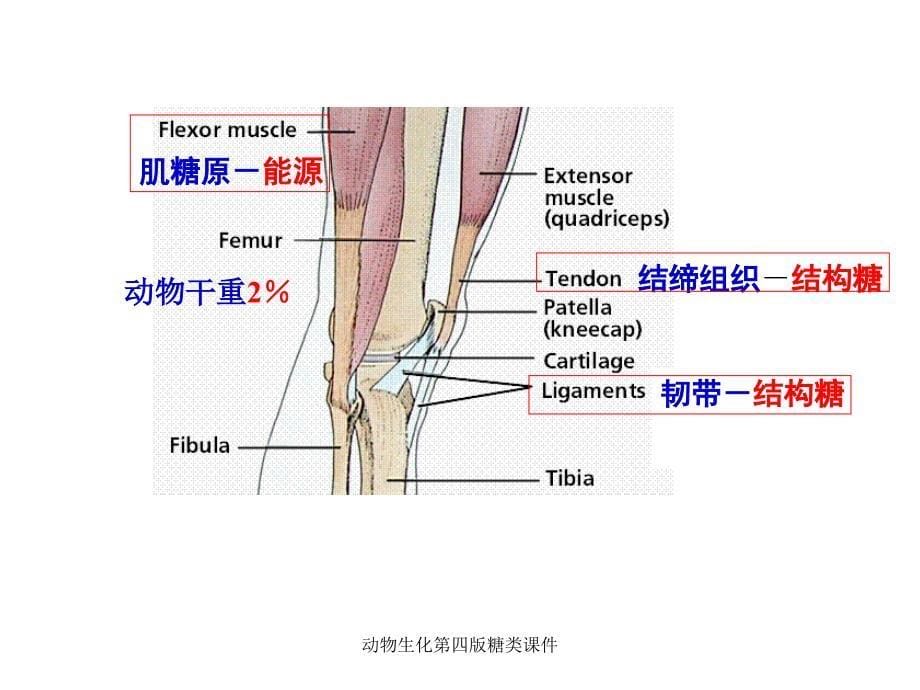 动物生化第四版糖类课件_第5页