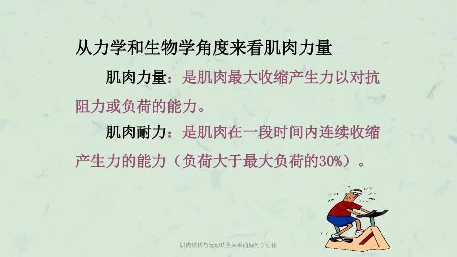 肌肉结构与运动功能关系的解剖学讨论课件_第5页