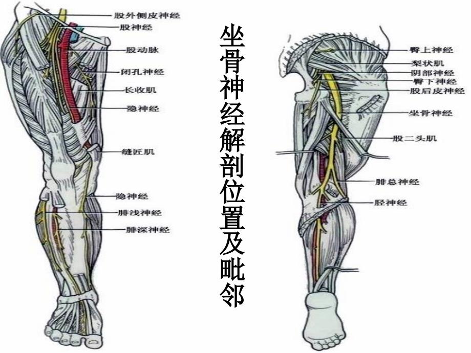 坐骨神经解剖课件_第2页