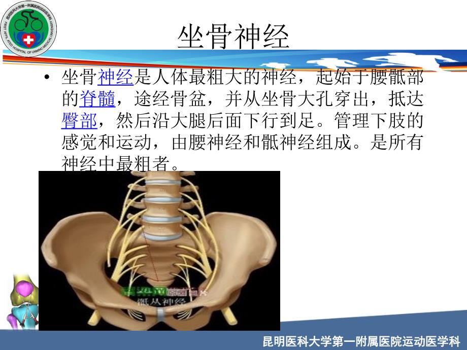 坐骨神经解剖课件_第3页