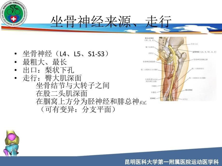 坐骨神经解剖课件_第5页