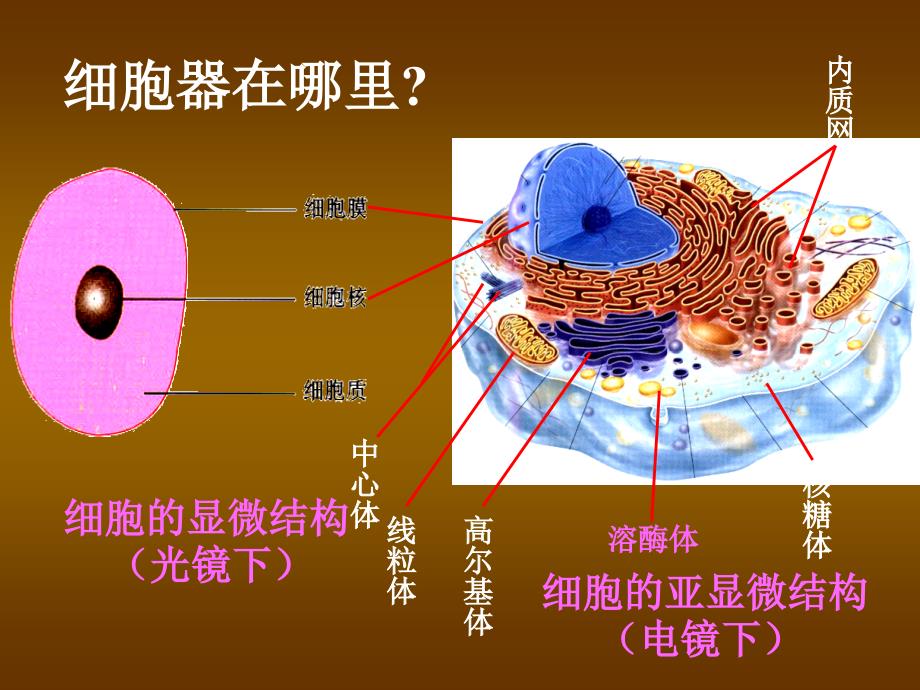 人教版必修一第三章第二节细胞器系统内的分工和合作共张PPT_第3页