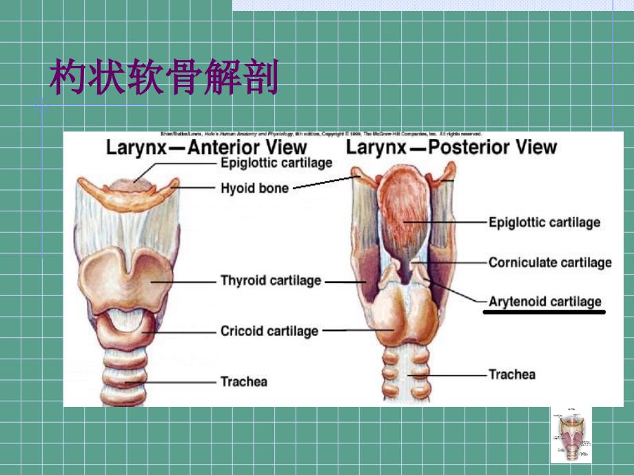 杓状软骨脱原因及处理ppt课件_第2页