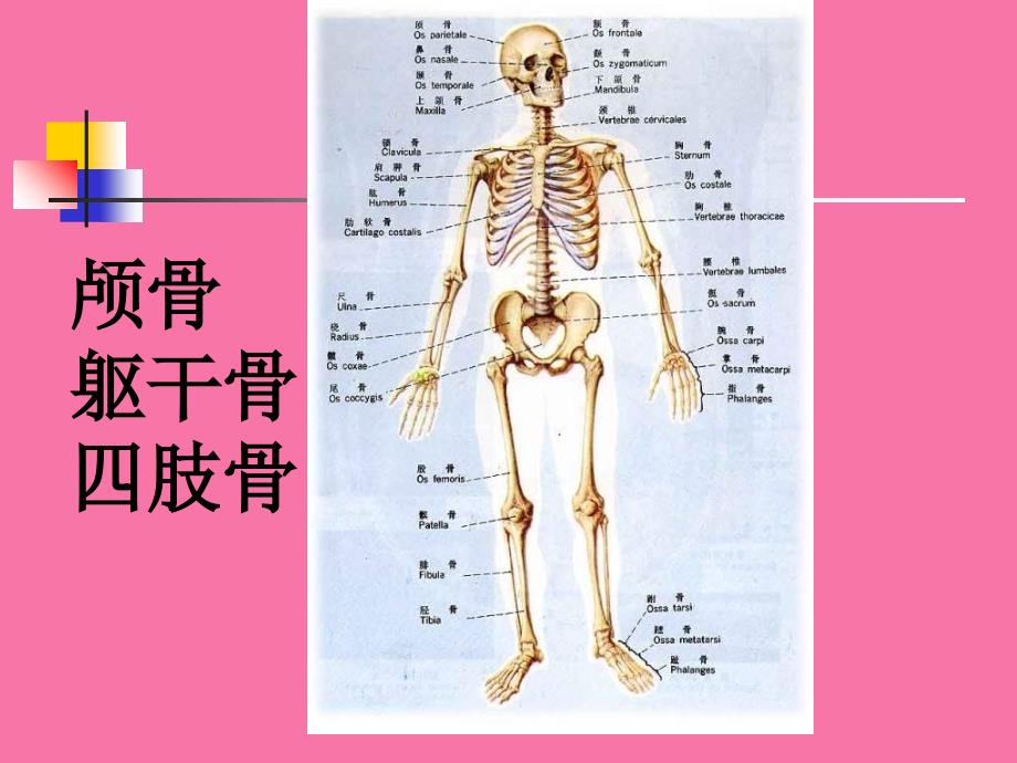 系统解剖学躯干骨四肢骨ppt课件_第2页