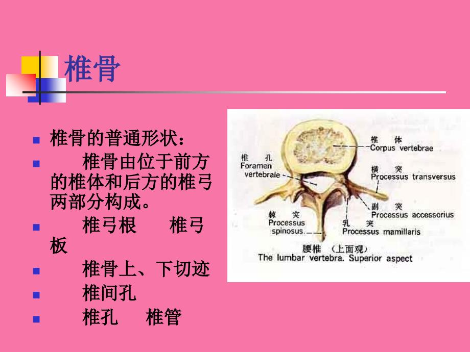 系统解剖学躯干骨四肢骨ppt课件_第4页