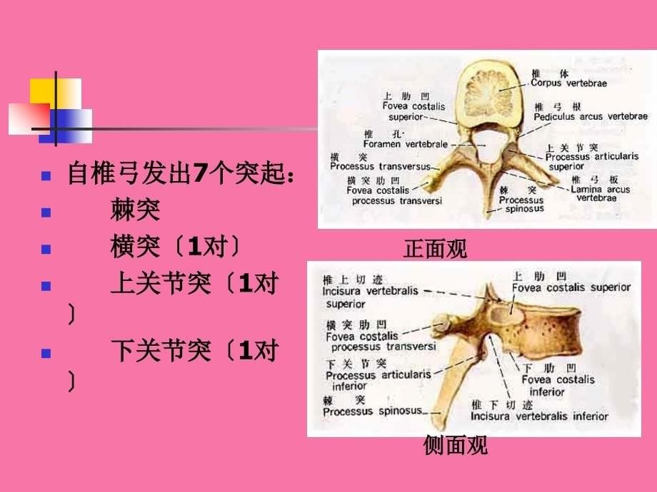 系统解剖学躯干骨四肢骨ppt课件_第5页