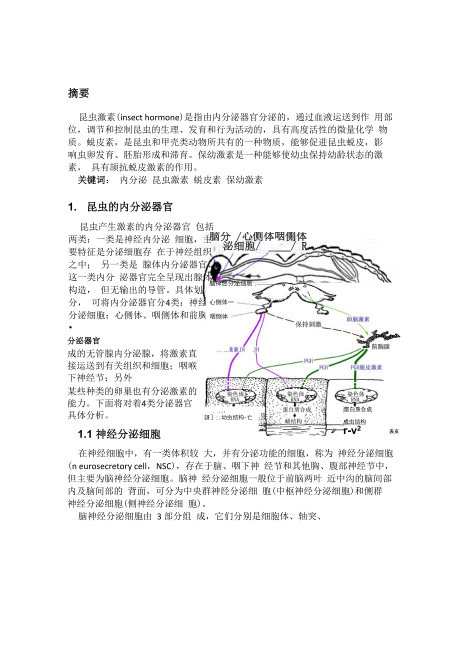 昆虫的内分泌腺和激素_第2页