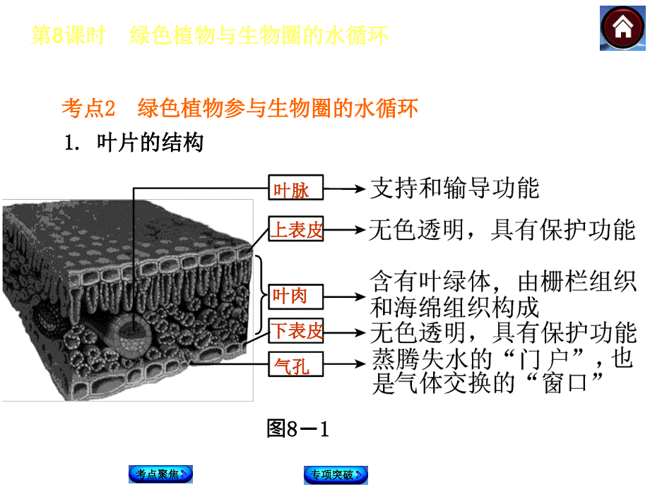 第8课时绿色植物与生物圈的水循环名师编辑PPT课件_第3页