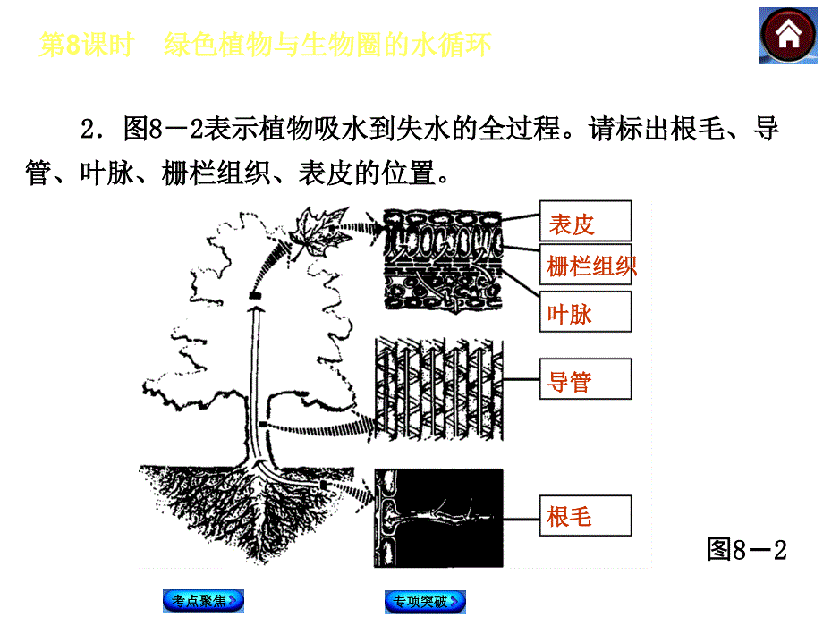 第8课时绿色植物与生物圈的水循环名师编辑PPT课件_第4页