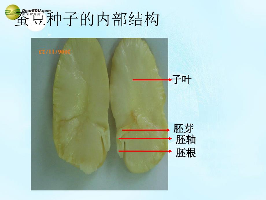 江苏省太仓市第二中学八年级生物上册202植物的生长发育课件苏科版_第3页