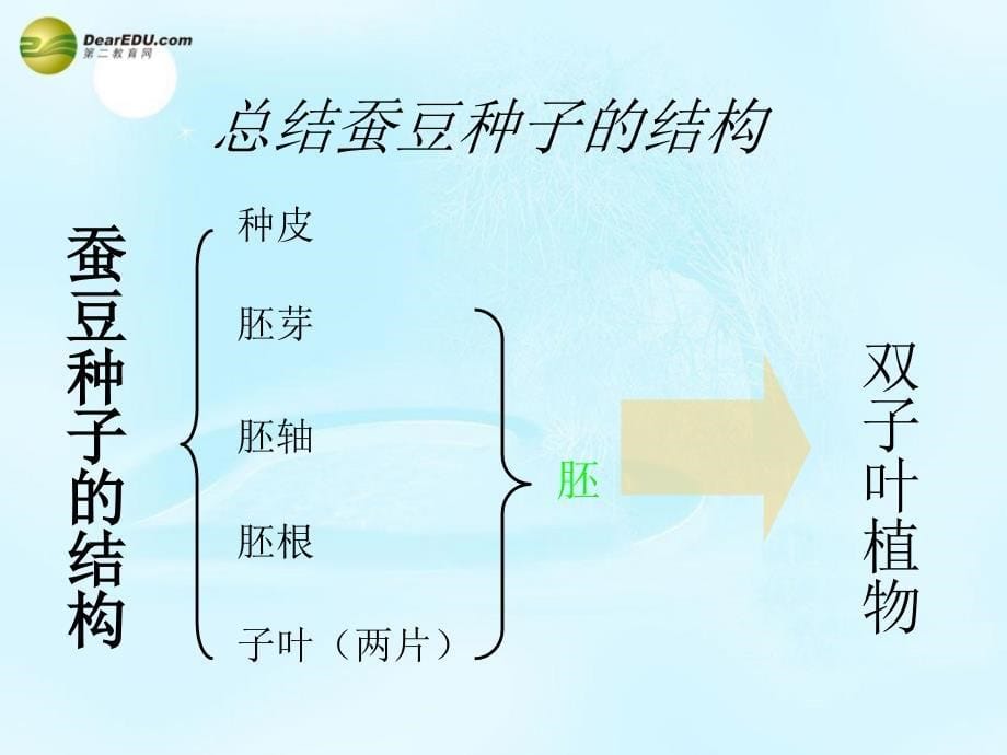 江苏省太仓市第二中学八年级生物上册202植物的生长发育课件苏科版_第5页