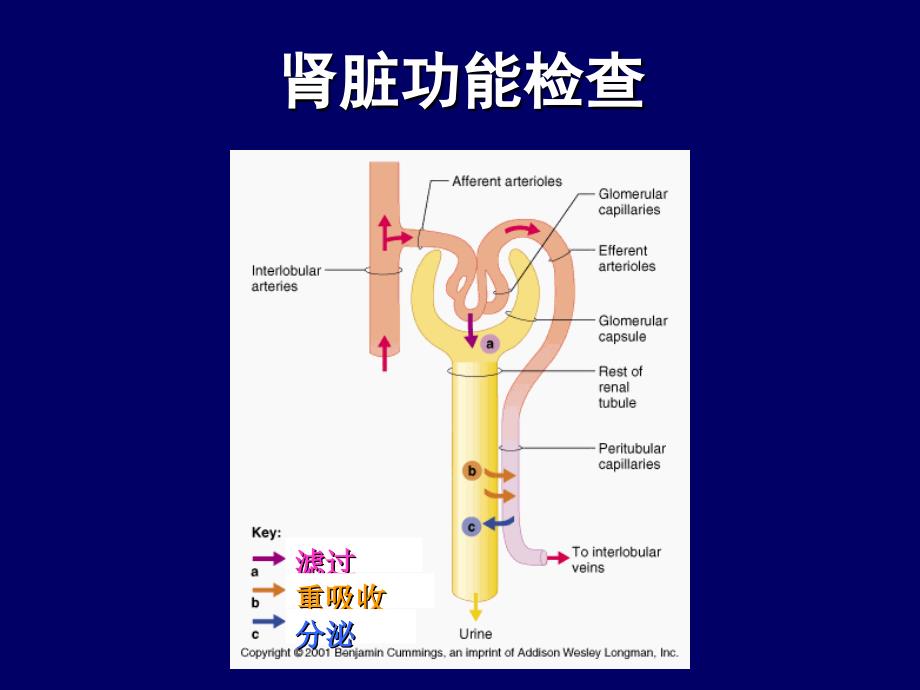 高护诊断学生化检查_第3页