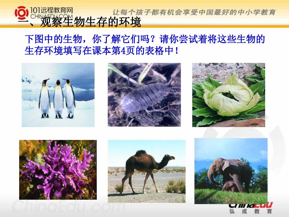 《生物生存的环境》PPT课件.ppt_第4页