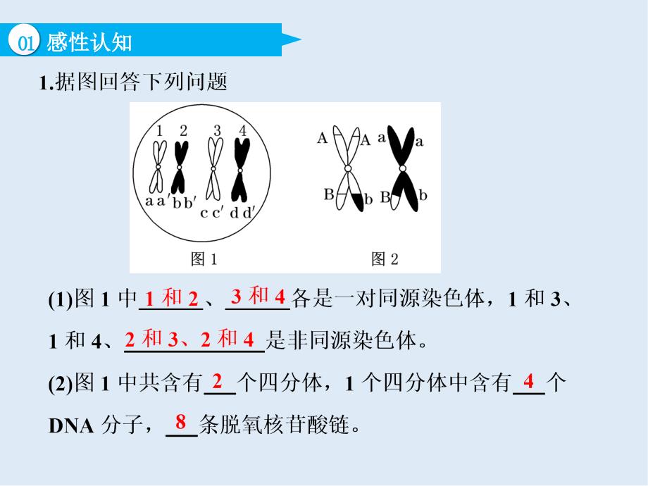 高中新创新一轮复习生物通用版课件：必修1 第四单元 第3讲 减数分裂和受精作用_第4页