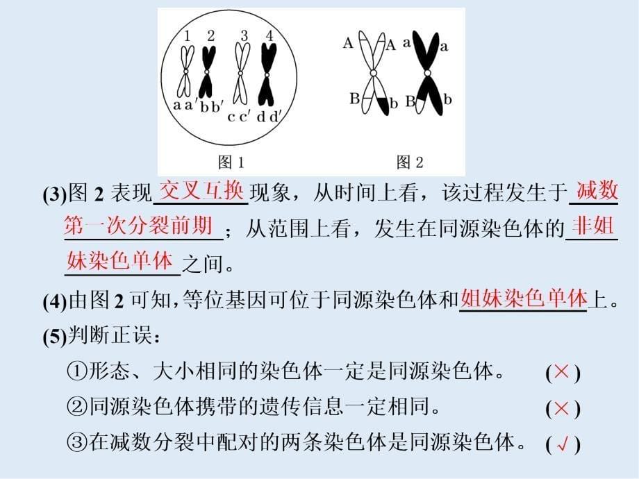 高中新创新一轮复习生物通用版课件：必修1 第四单元 第3讲 减数分裂和受精作用_第5页