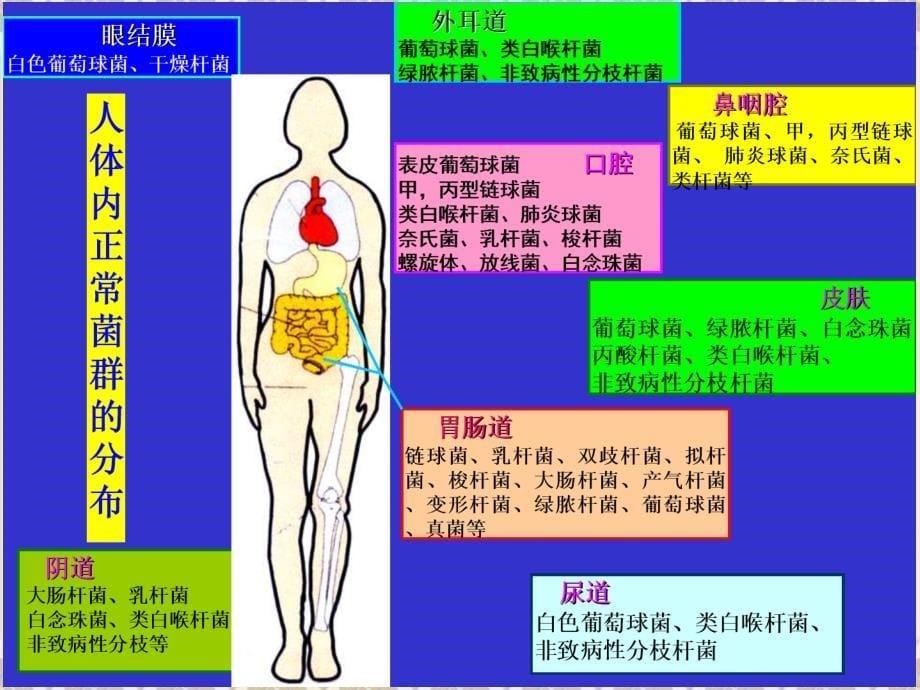 抗生素相关性腹泻_第5页