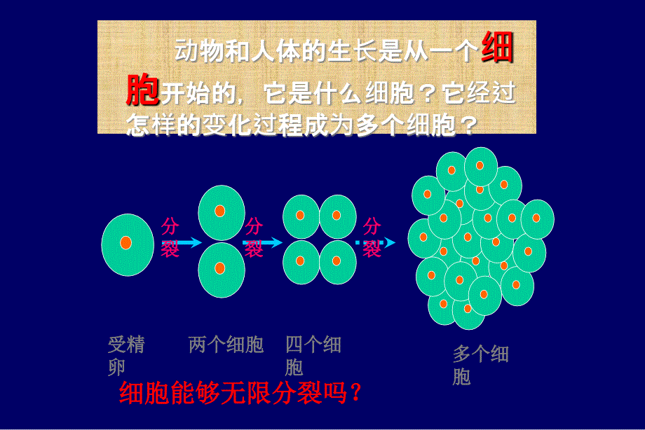 动物体结构层次 课件_第4页