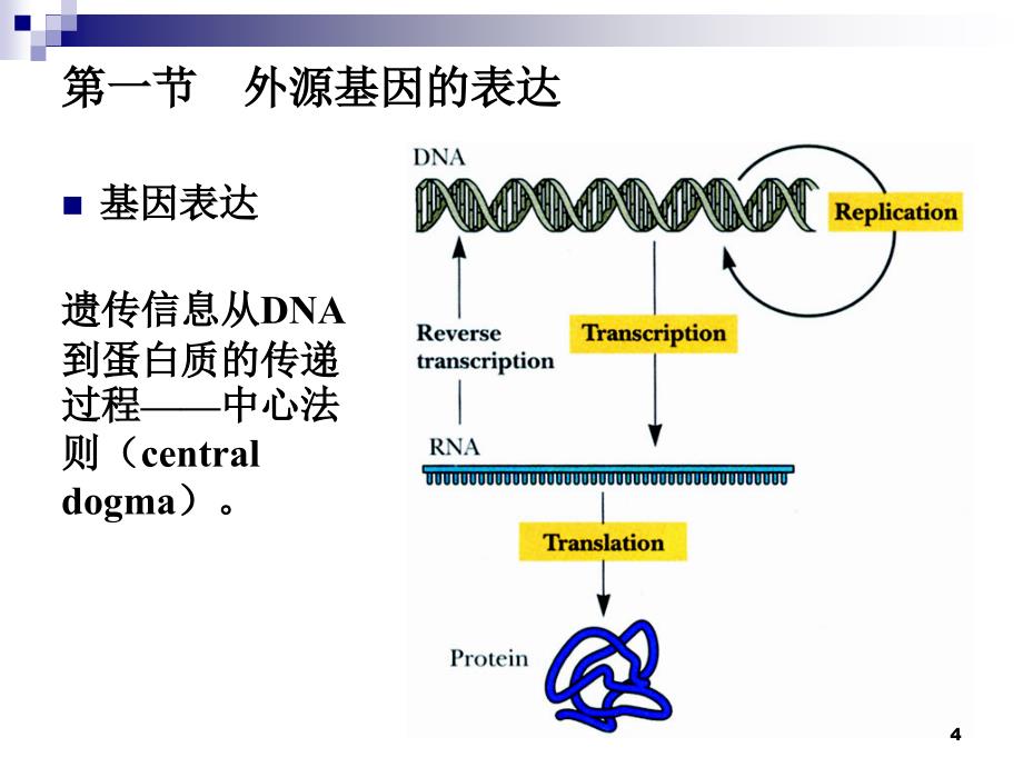 克隆基因表达及基因干扰修_第4页