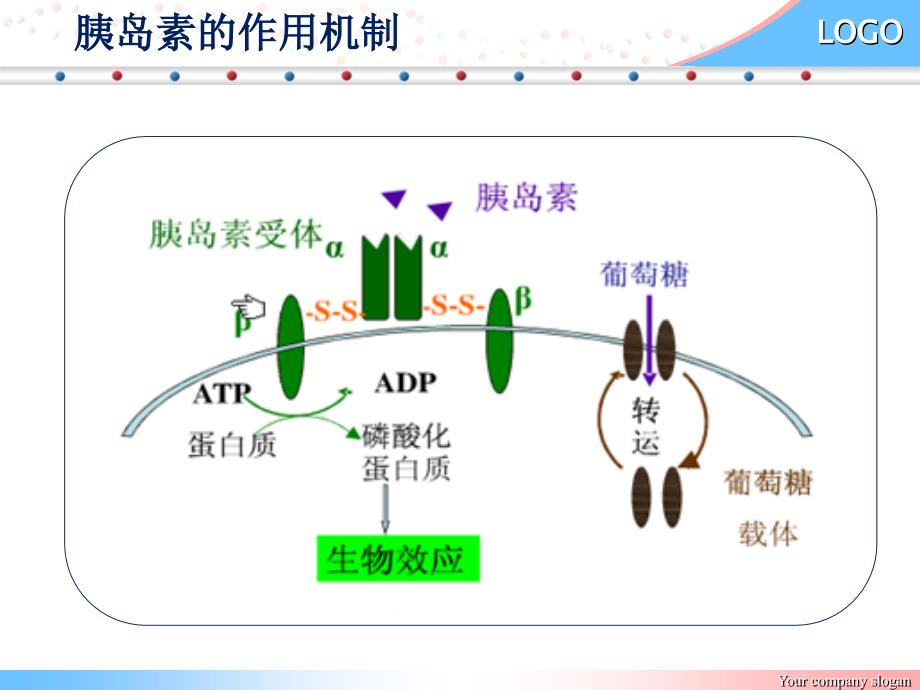 胰岛素作用机制_第3页