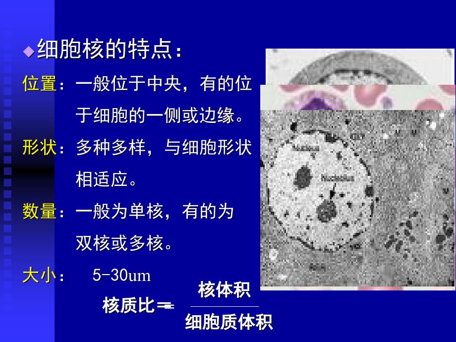 最新医学细胞生物学细胞核nucleus幻灯片_第2页