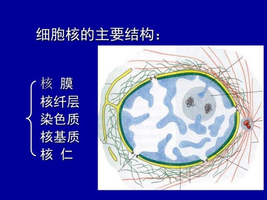 最新医学细胞生物学细胞核nucleus幻灯片_第3页