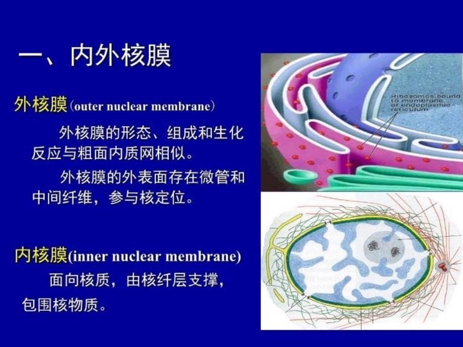 最新医学细胞生物学细胞核nucleus幻灯片_第5页