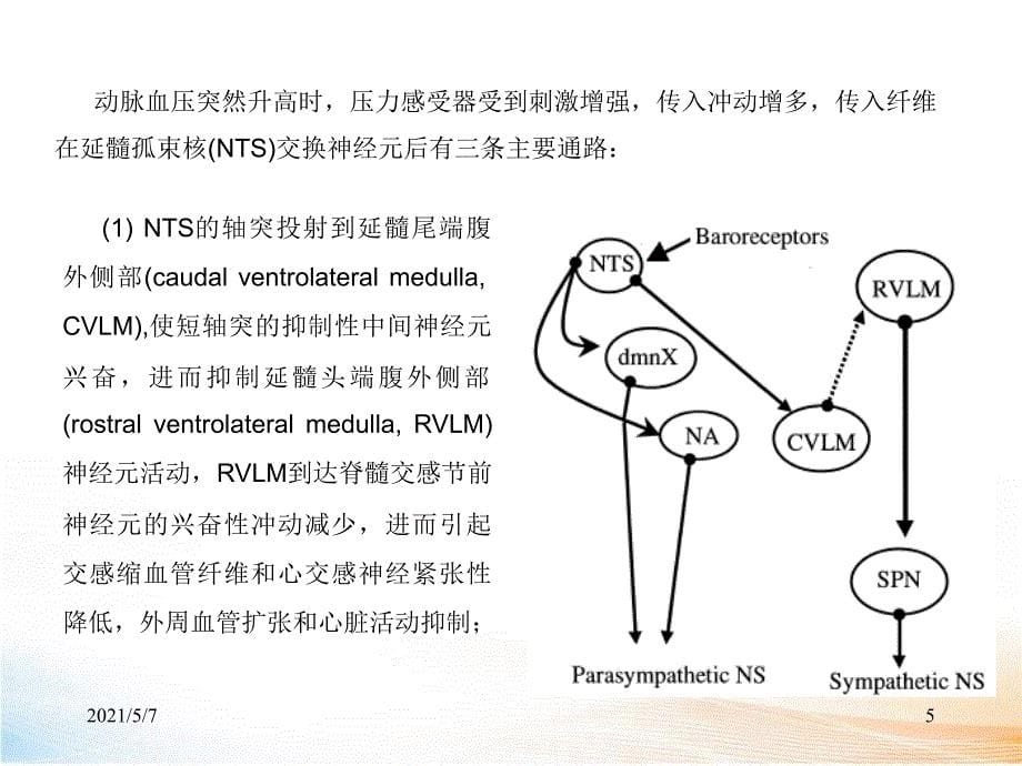 压力感受性反射测定_第5页