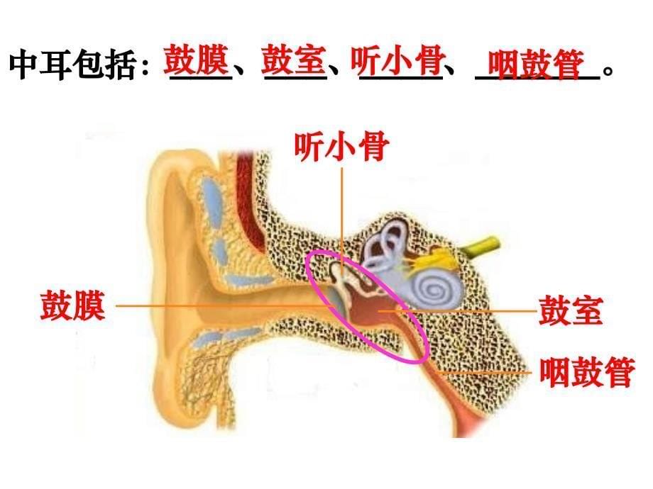 第3节-耳和听觉(第1课时)课件_第5页
