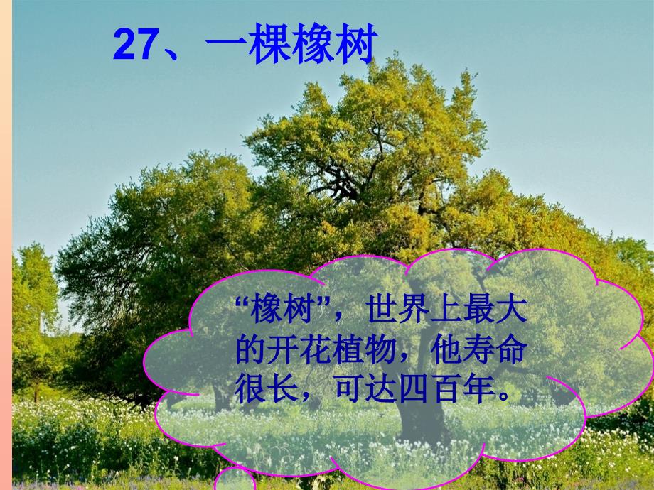 四年级语文上册第七单元一棵橡树课件1西师大版_第1页