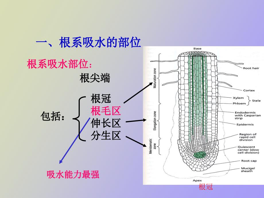 根系对水分的吸收_第4页