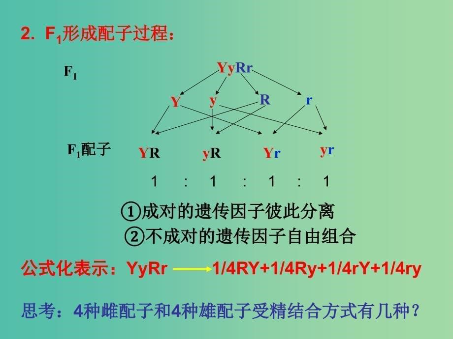 高中生物 1.2 孟德尔豌豆杂交实验（二）课件 新人教版必修2.ppt_第5页