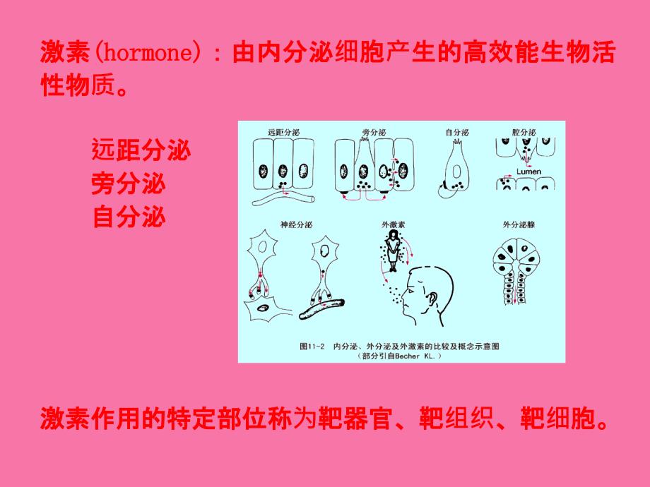 生理学内分泌1生理学内分泌1ppt课件_第3页