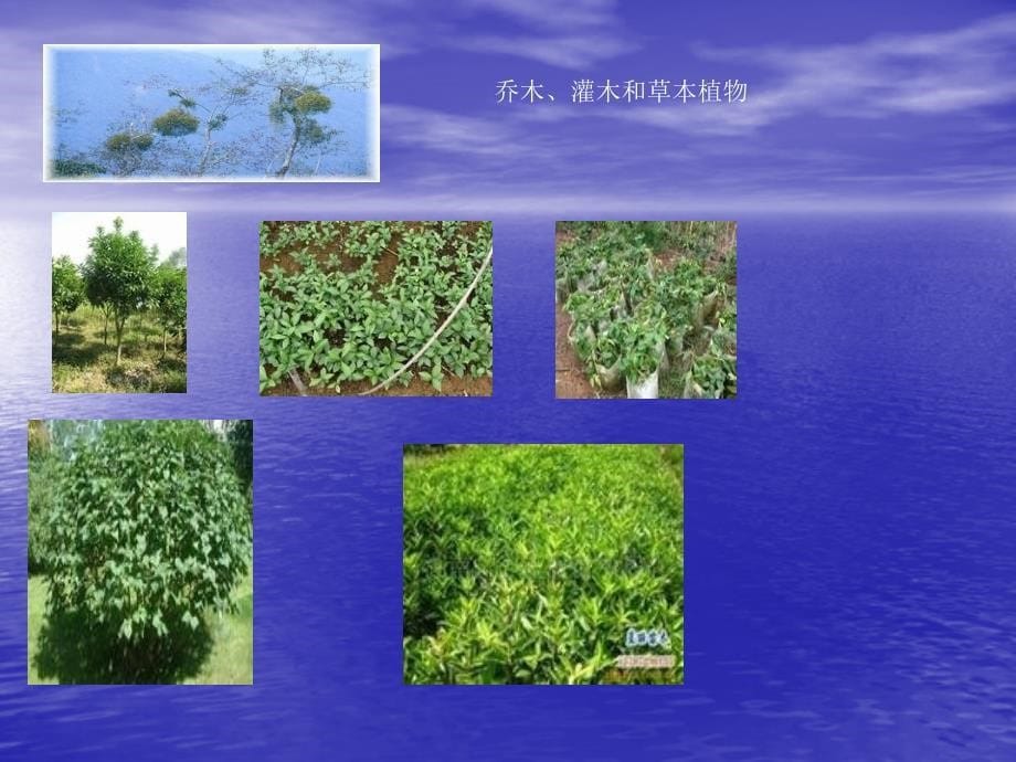 三年级上册科学课件2.2校园里的植物苏教版共10张PPT_第5页