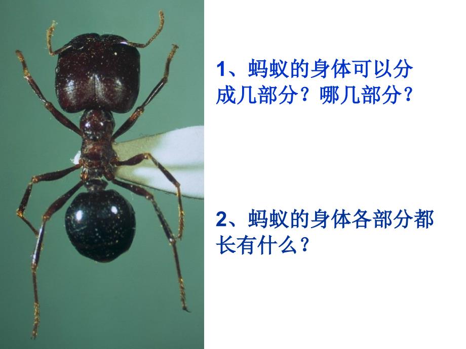 鄂教版四年级科学上册课件观察蚂蚁1_第3页