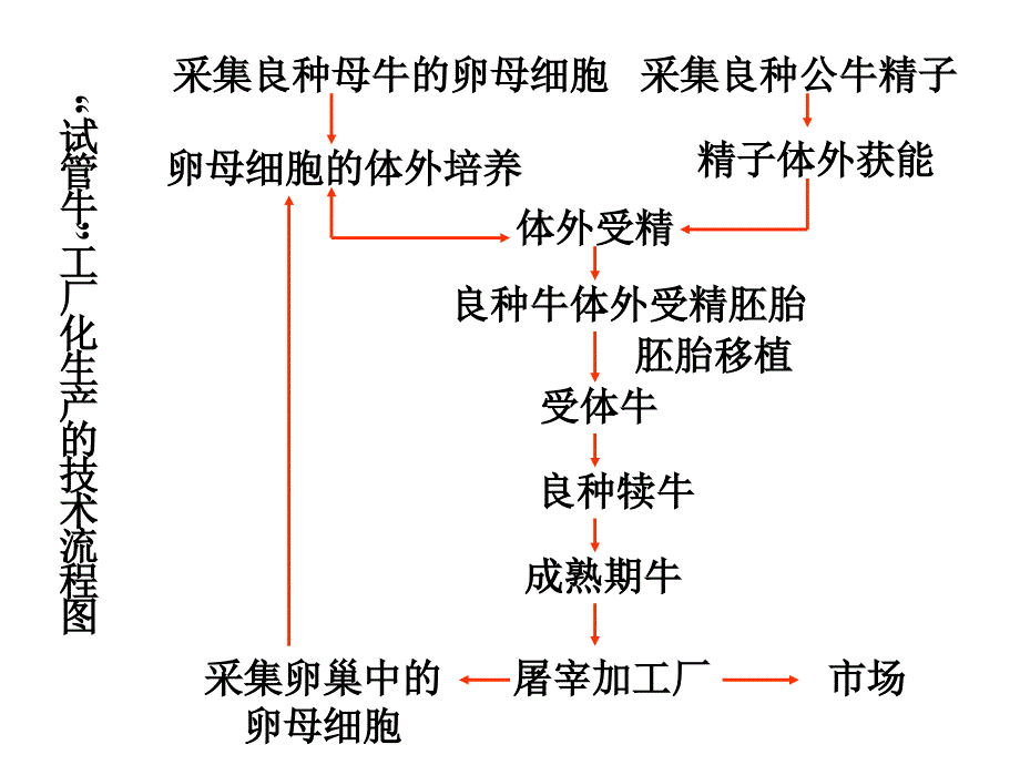 人教版高中生物选修三课件3.2体外受精和早期胚胎培共10张PPT_第3页