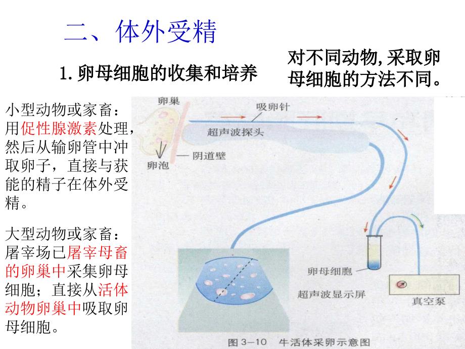 人教版高中生物选修三课件3.2体外受精和早期胚胎培共10张PPT_第4页