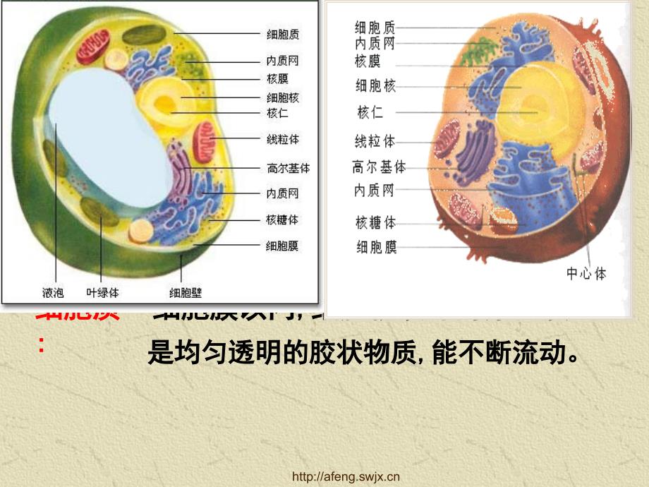 第3章细胞的基本结构名师编辑PPT课件_第3页