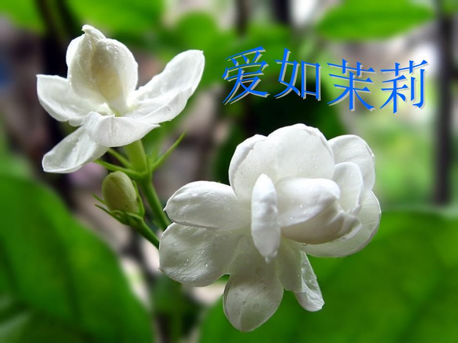 《爱如茉莉》ppt课件_第1页